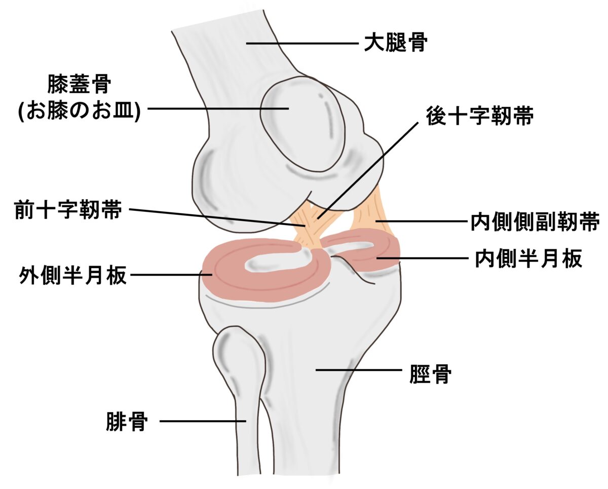 膝の前十字靭帯損傷