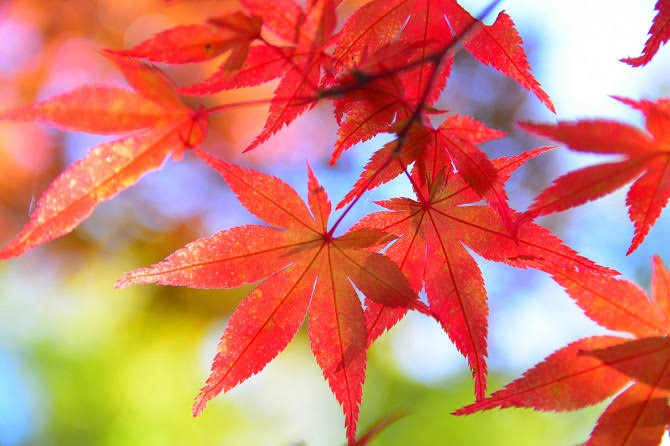 いよいよ秋ですね🍁